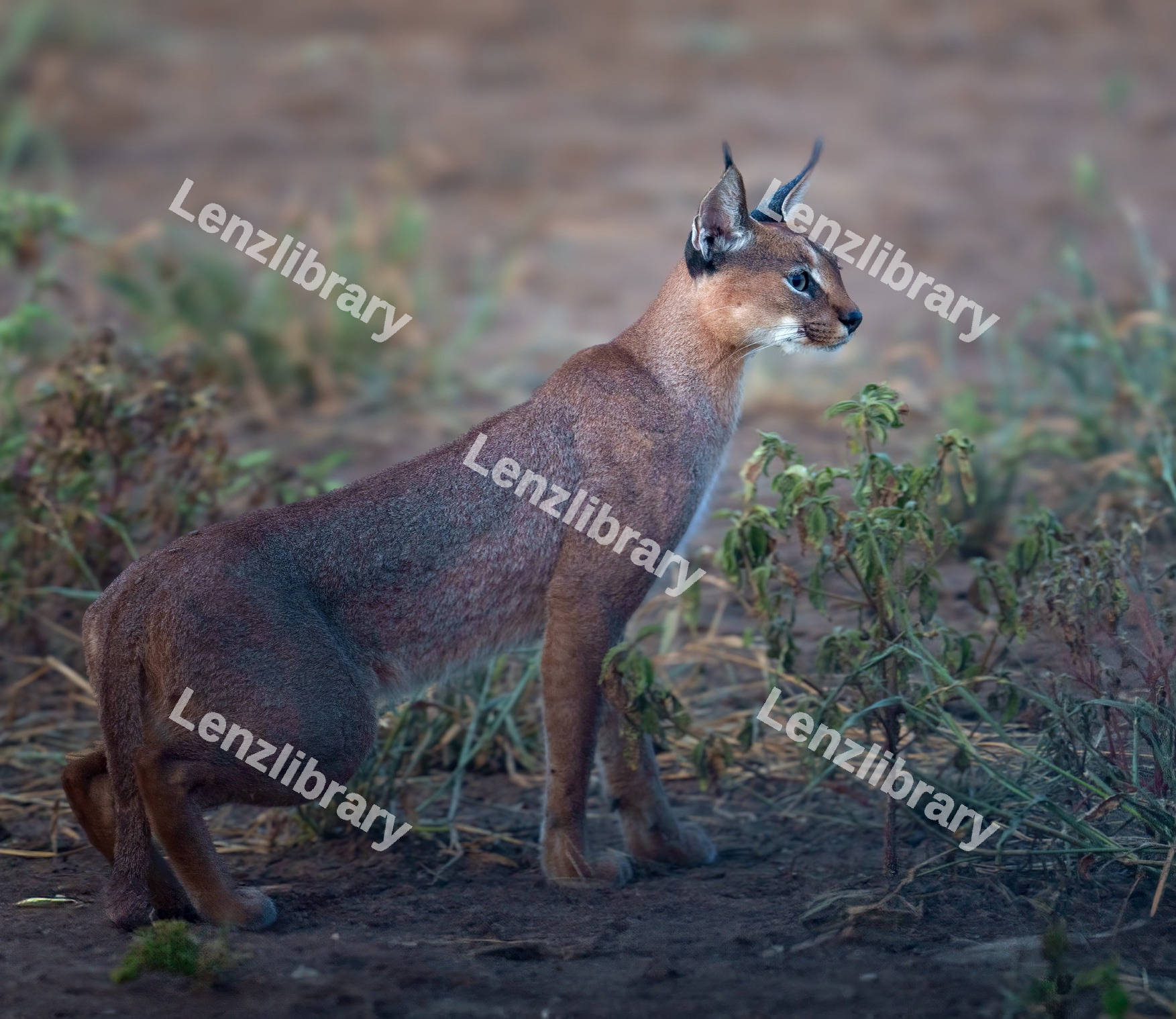 Caracal cat in the forest
